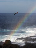 A Blue Footed Booby Soars Above a Rainbow on Espanola Island