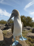 A Blue-Footed Booby of the Galapagos Islands