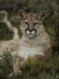 Portrait of a Mountain Lion with Snowflakes