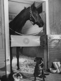 Buy Horse of the Year, Kelso, Standing in His Stall at AllPosters.com