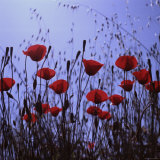 Red Poppies Growing in a Grassy Field