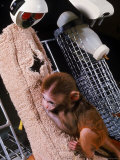 H.F. Harlow's Research Into Relationship Between Child and Mother Utilizing Infant Rhesus Monkey