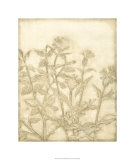 Ivory Field II