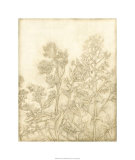 Ivory Field I