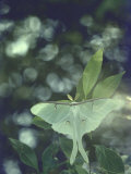 Luna Moth Clings to a Pond Side Chokecherry Tree