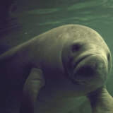 Florida Manatee