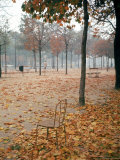 Lone Chair Sitting Amongst Fallen Leaves in Tuileries Gardens