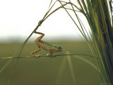 Green Tree Frog Moving Precariously From Branch to Branch, Brazil
