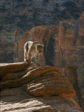 Cougar Roaming in Zion National Park