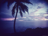 Coconut Tree Swaying in Dusk Breeze of Cocos Islands