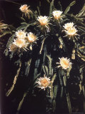 Buy Hawaiian Flora: Night Blooming Cereus at AllPosters.com