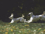Afghans Zorro and April Break Into an Impromptu Sprint Prior to Gazehound Race