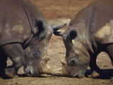 Two White Rhinoceros From Zululand Facing Off at Lincoln Park Zoo, Animal Conservation