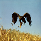 Golden Eagle Clutching a Squirrel in Its Talons