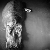 Mother Hippo 'Bebe' and Her Daughter Photographic Print