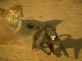 Leopard Chasing Terrified Baboon Across the Sands of the Kalahari Desert