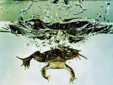 Frog Jumping Into an Aquarium