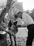Jewish Israeli Father and Son Butcher a Goat For Food