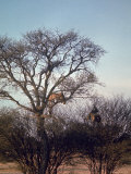 Leopard Chasing a Baboon Up a Tree