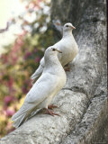 Buy Doves Sitting on Tree Branch, in Chapultepec Park at AllPosters.com