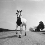 Jimmy the Horse Rollerskating Down Road in Front of Its Farm