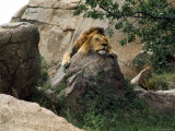 Male Lion Sleeping on a Rock in Africa