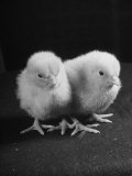 Baby Chicks Being Used For Experiments in Sex Hormones