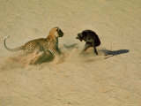 Leopard About to Kill a Terrified Baboon