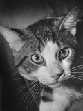 Cat Being Used by Scientists Conducting Psychology Testing at Brooklyn College