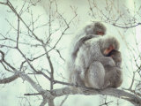 Family of Japanese Macaques Sitting in Tree in Shiga Mountains