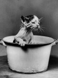 Buy Kitten Emerging from Pot of Milk at AllPosters.com