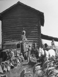 Harvesting Tobacco