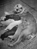 Cocker Spaniel Nursing Her Puppies