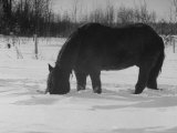 Foraging Horse Digs His Nose Deep Into the Snow to Crop a Few Blades of Grass