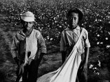Buy African American Children - Are Cotton Pickers Pulling Sacks Along Behind Them as They Pick Cotton at AllPosters.com