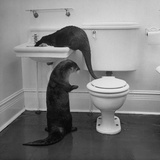 Buy Otters Playing in Bathroom at AllPosters.com