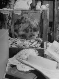 British Boy Staring at Candy Heaven