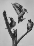 Buy Blue Honey Creepers, Tropical Birds from India at AllPosters.com
