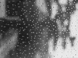 Beads of Dew Clinging to a Window Screen