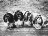 Expensive Little Chinese Dogs Shih Tzus Once Owned Only by Royalty
