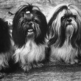 Expensive Little Chinese Dogs Shih Tzus Once Owned Only by Royalty