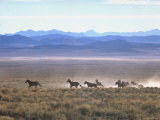 Buy Band of Wild Horses Taking Flight Across Western Sage at AllPosters.com