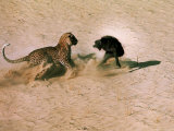 Leopard About to Kill a Terrified Baboon