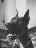 Great Dane Belonging to Governor William Stratton