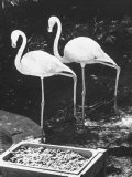 Flamingos Going Up For Auction