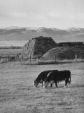 Cattle Drive Going to Virginia City