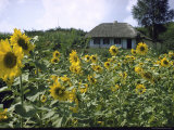 Sunflower Field