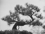 Buy Japanese Pine Trees, Dwarfed and Shaped in Japanese Fashion, at Brooklyn Botanic Garden at AllPosters.com