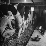 Buy Young Farmer Milking a Row of Cows in a Barn, Kittens and Pan of Milk Nearby at AllPosters.com