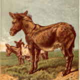 Illustration by Kronheim of Donkeys, from Aunt Louisa's Birthday Gift